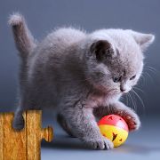 Скачать взломанную Игра Коты - Головоломка для детей и взрослых 