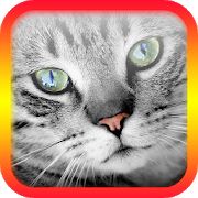 Скачать взломанную Переводчик на кошачий язык версия 5.5 apk на Андроид - Много монет