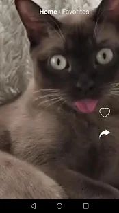 Скачать Смешные видео котиков, прикольные гифки, бесплатно версия 1.0.0 apk на Андроид - Разблокированная