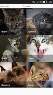 Скачать Звуки котов - поиграй с котами версия 1.19 apk на Андроид - Встроенный кеш
